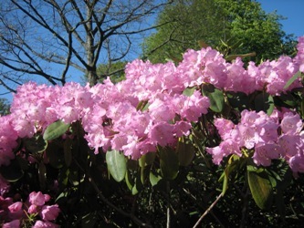 Rhododendron, Krapperups slottspark